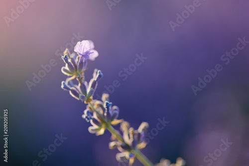 Lavender field