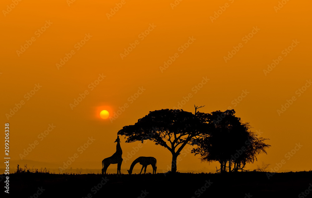 Silhouette two giraffes eating leaves at sunset.