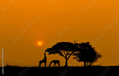Silhouette two giraffes eating leaves at sunset.