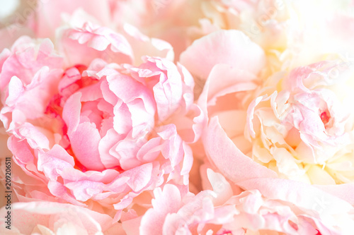 Fluffy pink peonies flowers background © smiltena