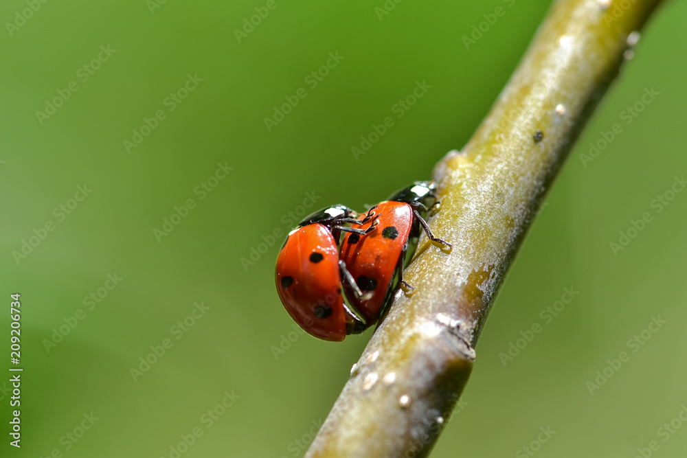 Fototapeta premium The red dot. Ladybug on green foliage.