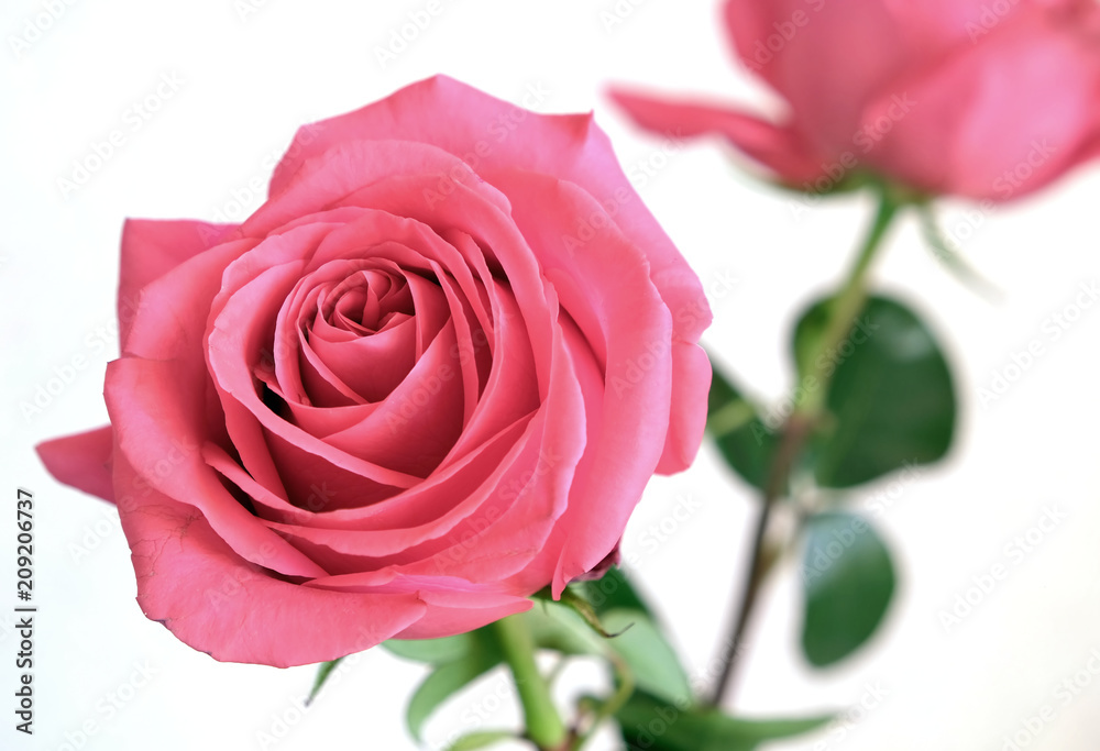 Gentle pink rose flower on green stem isolated on white background closeup view Gentle pink rose flower on green stem isolated on white background closeup view