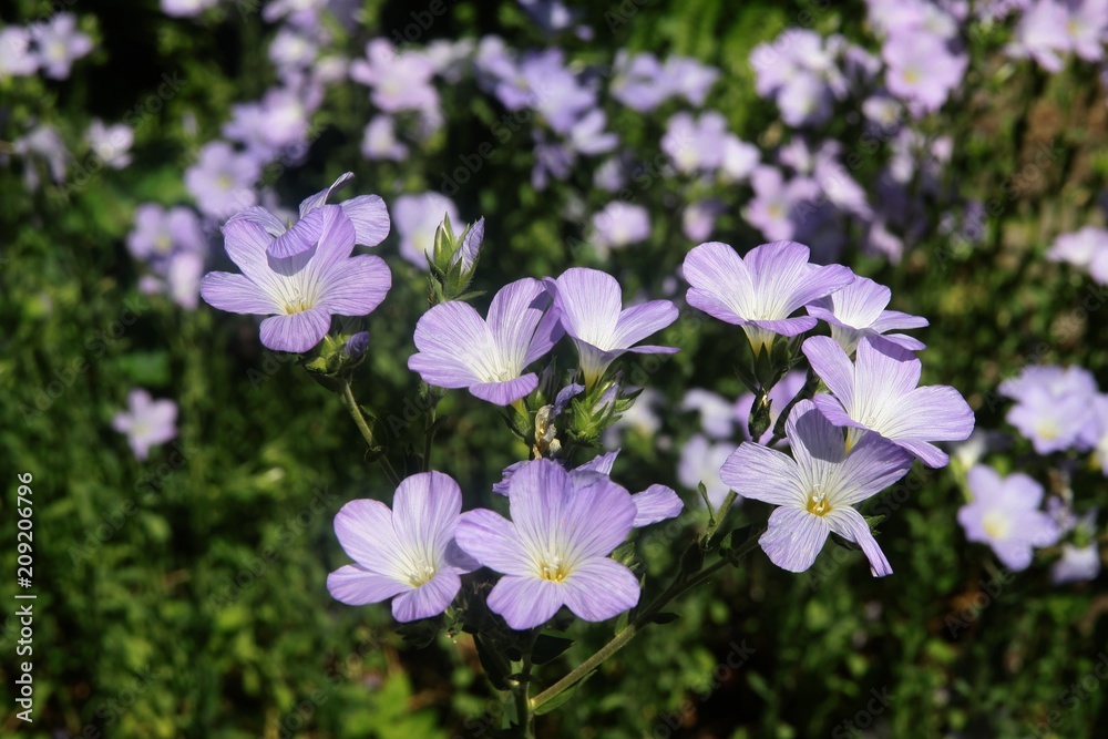 lila flowers of flax hirsute in a garden lila flowers of flax hirsute in a garden
