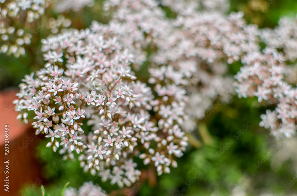 closeup of a flowering branch of the Sedum, made up of tiny star flowers closeup of a flowering branch of the Sedum, made up of tiny star flowers