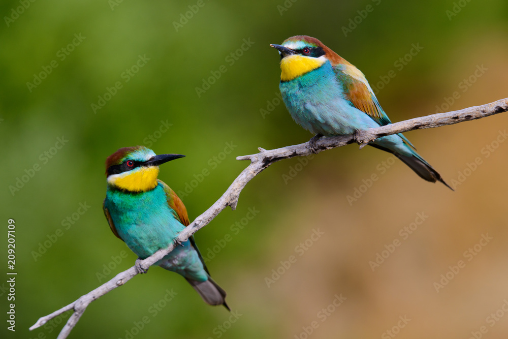 European bee-Eaters, Merops apiaster sits and brags on the good thread, has some insect in its beak during the mating season, the male feeds the female European bee-Eaters, Merops apiaster sits and brags on the good thread, has some insect in its beak during the mating season, the male feeds the female