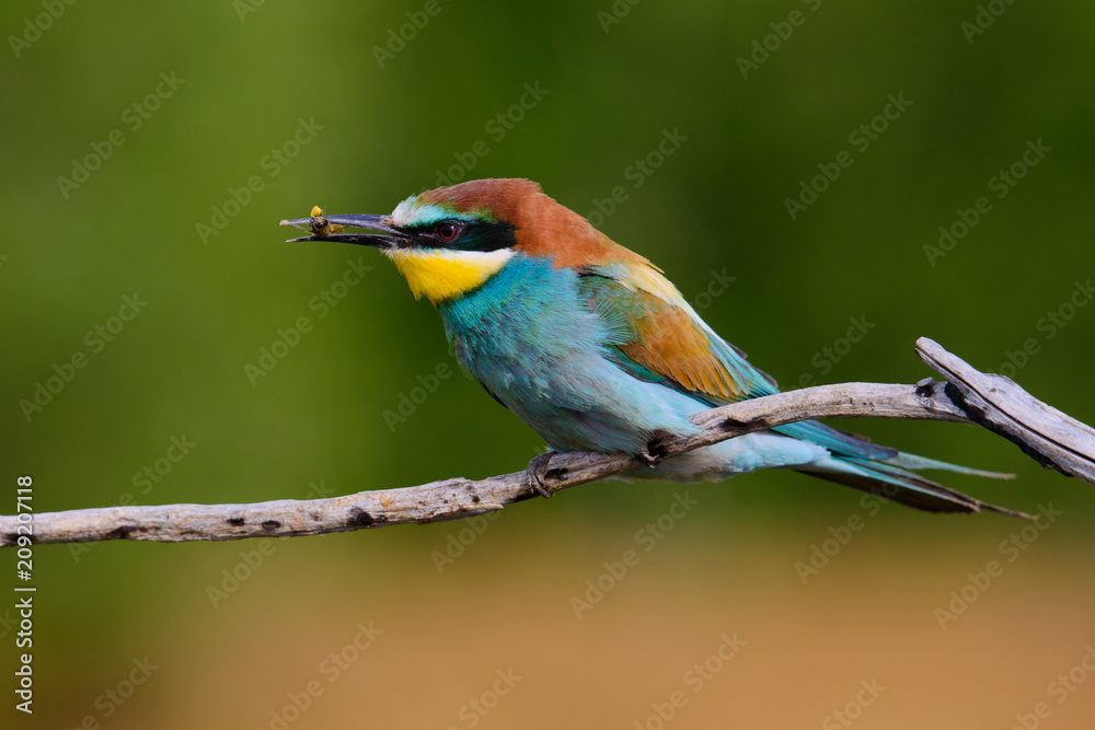 Obraz premium The European Bee-eaters, Merops apiaster is sitting and showing off on a nice branch, has some insect in its beak, during mating season, nice colorful background and soft golden light