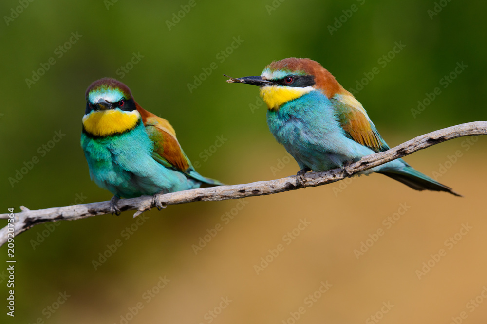 European bee-Eaters, Merops apiaster sits and brags on the good thread, has some insect in its beak during the mating season, the male feeds the female