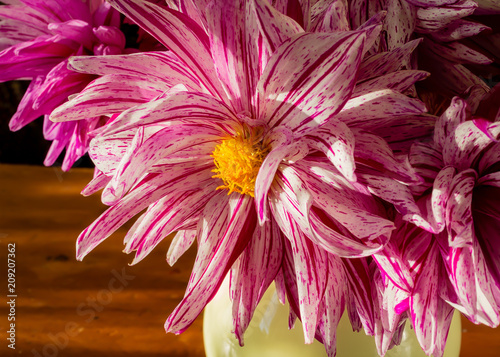 Fototapeta Naklejka Na Ścianę i Meble -  Close up of a red and white cactus dahlia in a buquet of cut flowers.