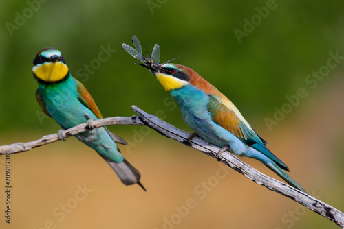 European bee-Eaters, Merops apiaster sits and brags on the good thread, has some insect in its beak during the mating season, the male feeds the female