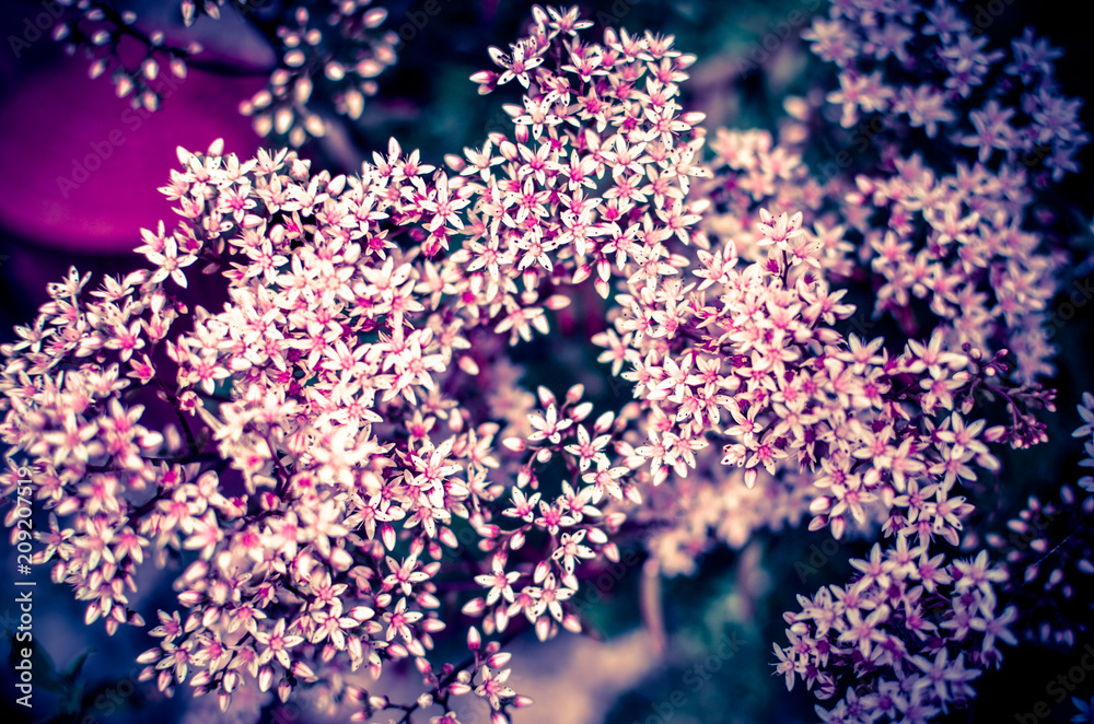 closeup of a flowering branch of the Sedum, made up of tiny star flowers closeup of a flowering branch of the Sedum, made up of tiny star flowers