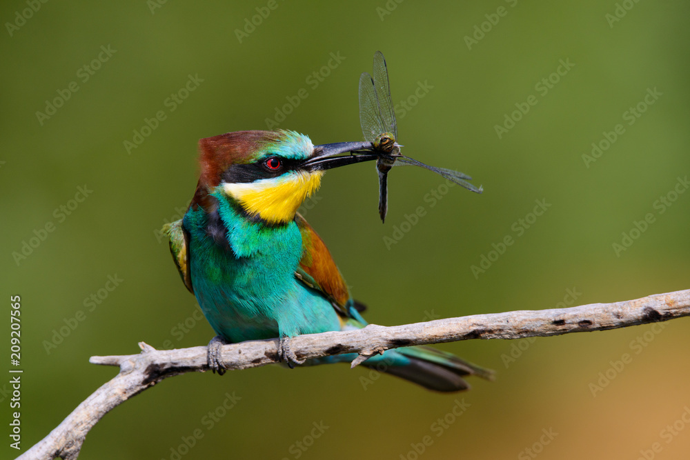 Fototapeta premium European bee-Eaters, Merops apiaster sits and brags on the good thread, has some insect in its beak during the mating season, the male feeds the female