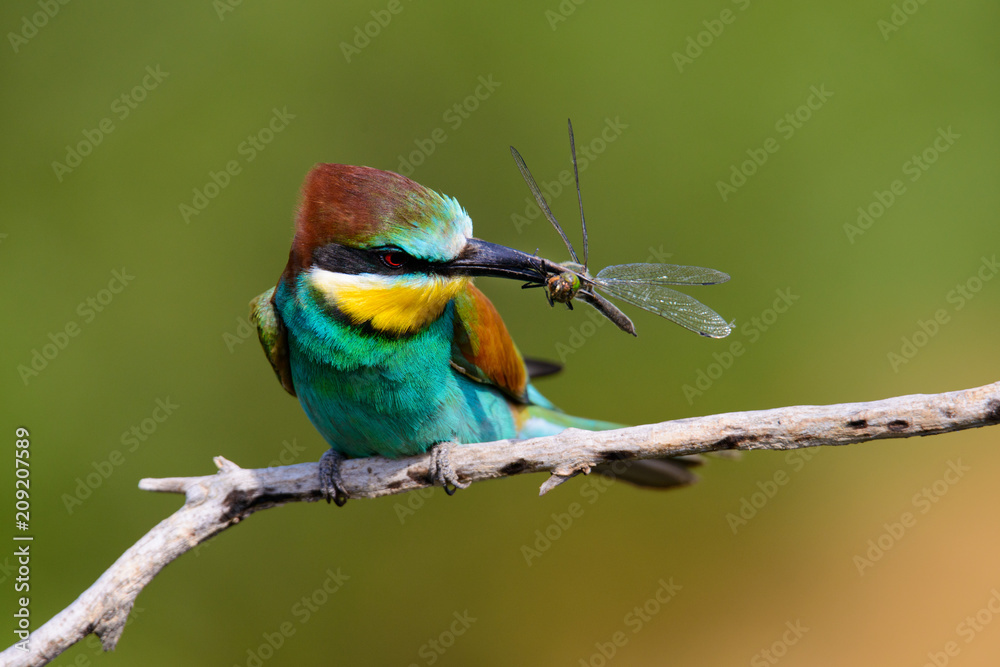 European bee-Eaters, Merops apiaster sits and brags on the good thread, has some insect in its beak during the mating season, the male feeds the female European bee-Eaters, Merops apiaster sits and brags on the good thread, has some insect in its beak during the mating season, the male feeds the female