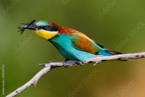 The European Bee-eaters, Merops apiaster is sitting and showing off on a nice branch, has some insect in its beak, during mating season, nice colorful background and soft golden light © Aleksei Zakharov