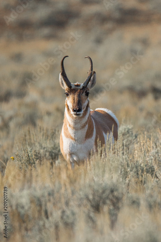 Pronghorn in open space of the Yellowstone