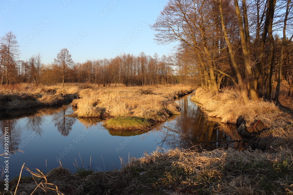 Early spring landscape with clear blue stream, yellow water reed plants, bare trees and blue sky Early spring landscape with clear blue stream, yellow water reed plants, bare trees and blue sky