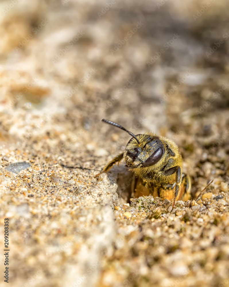 Single earth bee go out from their hole at ground level Single earth bee go out from their hole at ground level