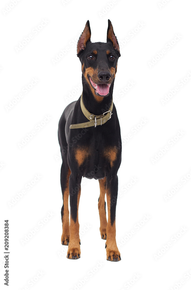 Doberman Pinscher dog, full-length