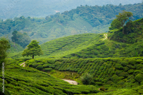 Photos Cameron Highlands Boh tea plantation