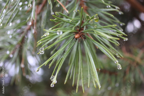 Fototapete сосна, капли дождя
