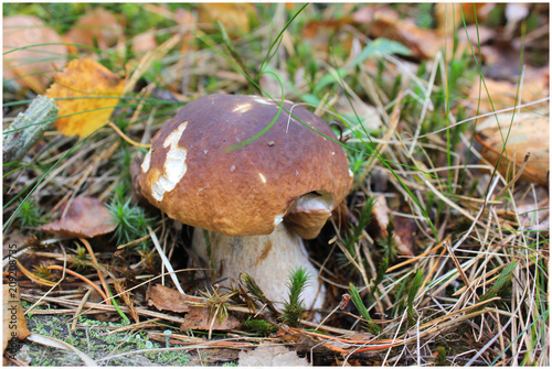 Красавец белый гриб