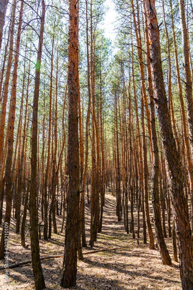 Rows of the tall pine trees in a forest on spring