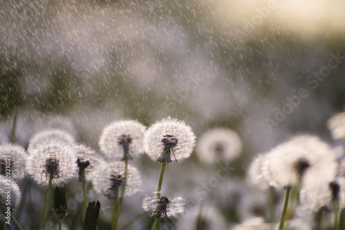 Fototapeta Naklejka Na Ścianę i Meble -  Many white delicate air colors of dandelions and spring sunny rain  and flies flying in the air. Vintage style.
