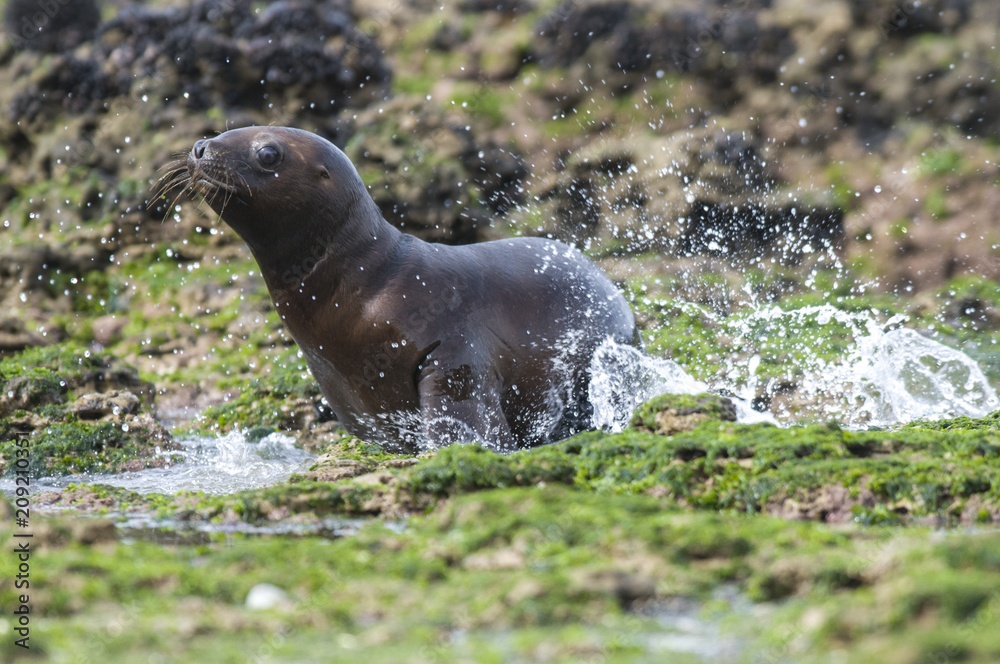 Obraz premium Baby sea lion , Patagonia Argentina