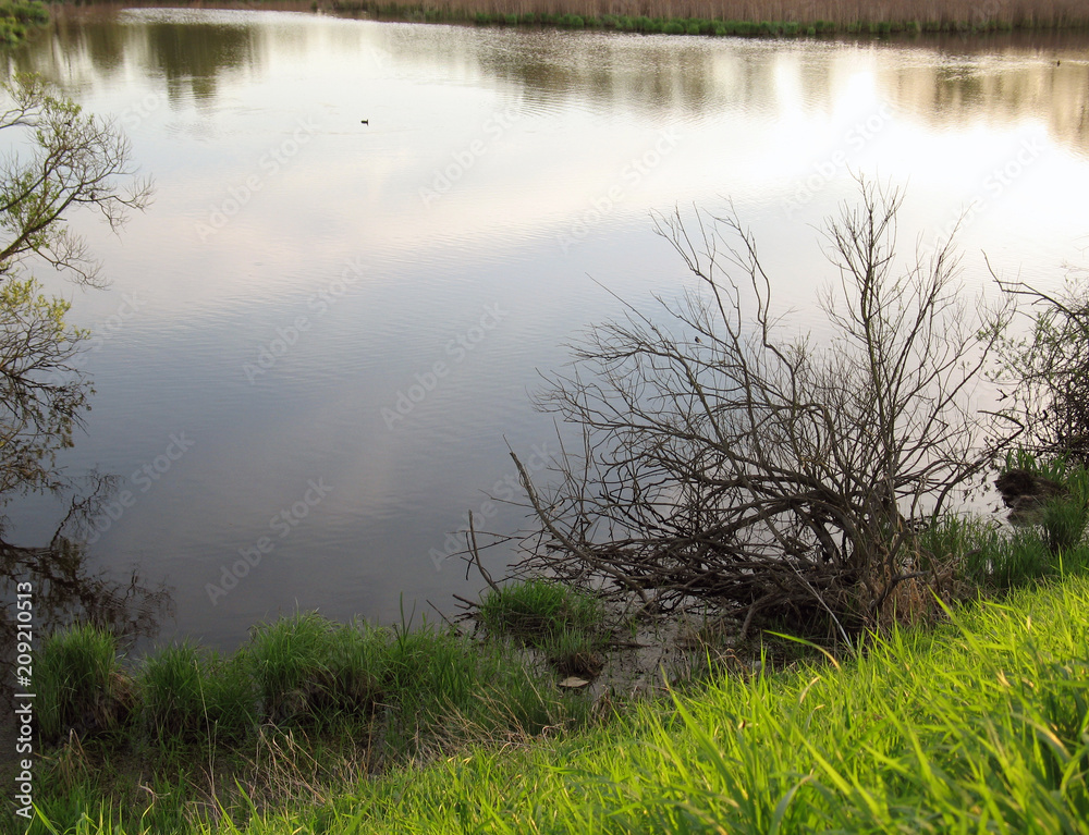 Pond shore overgrown with grass, withered bush and sky with clouds reflected on the water surface Pond shore overgrown with grass, withered bush and sky with clouds reflected on the water surface