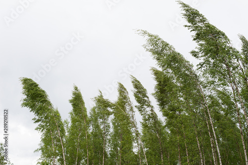 Wind blowing birch trees photo