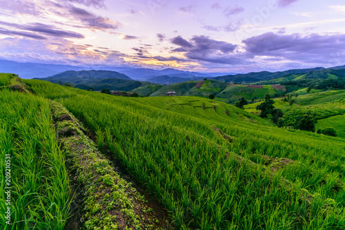 Beautiful step of rice terrace paddle field in sunset at Chiangmai  Thailand. Chiangmai is beautiful in nature place in Thailand  Southeast Asia. Travel concept.