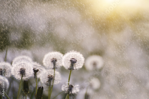 Many white delicate air colors of dandelions and spring sunny rain  and flies flying in the air. 
