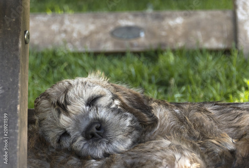 Dandie dinmont puppy asleep photo