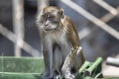 Monkey © Punto_e_Virgola