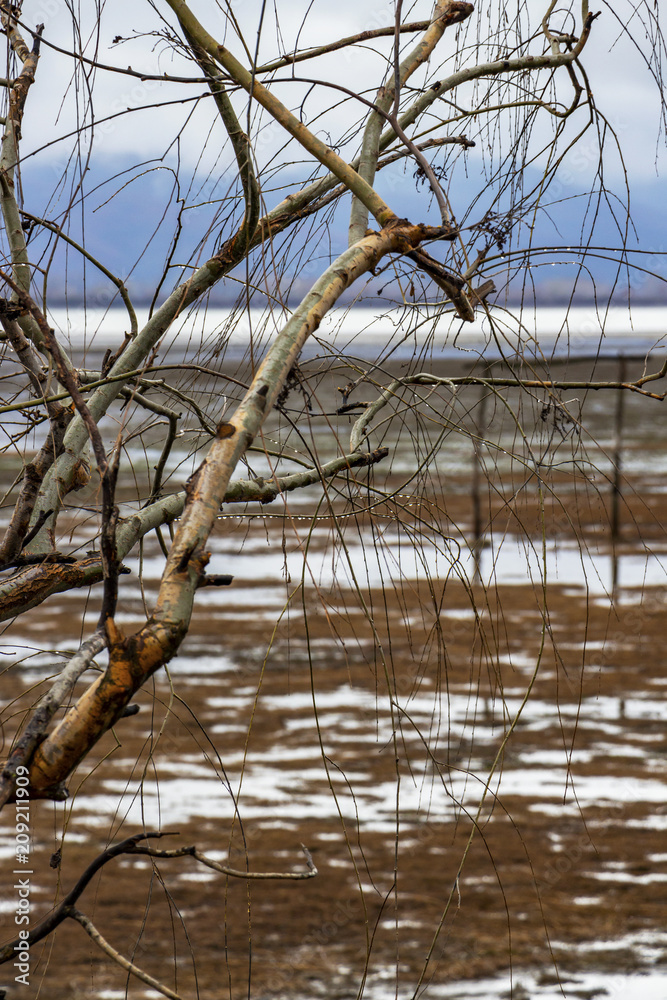 Obraz premium Bare willow branches with water drops against wooden poles in blurry Lake Kerkini wetlands