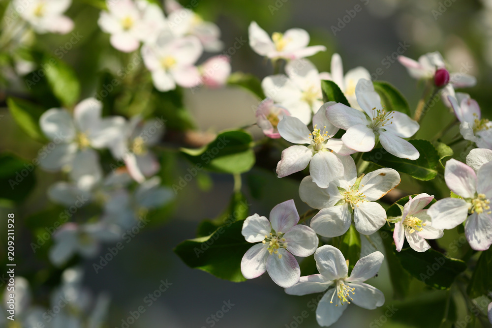 Fototapeta premium Blooming garten background