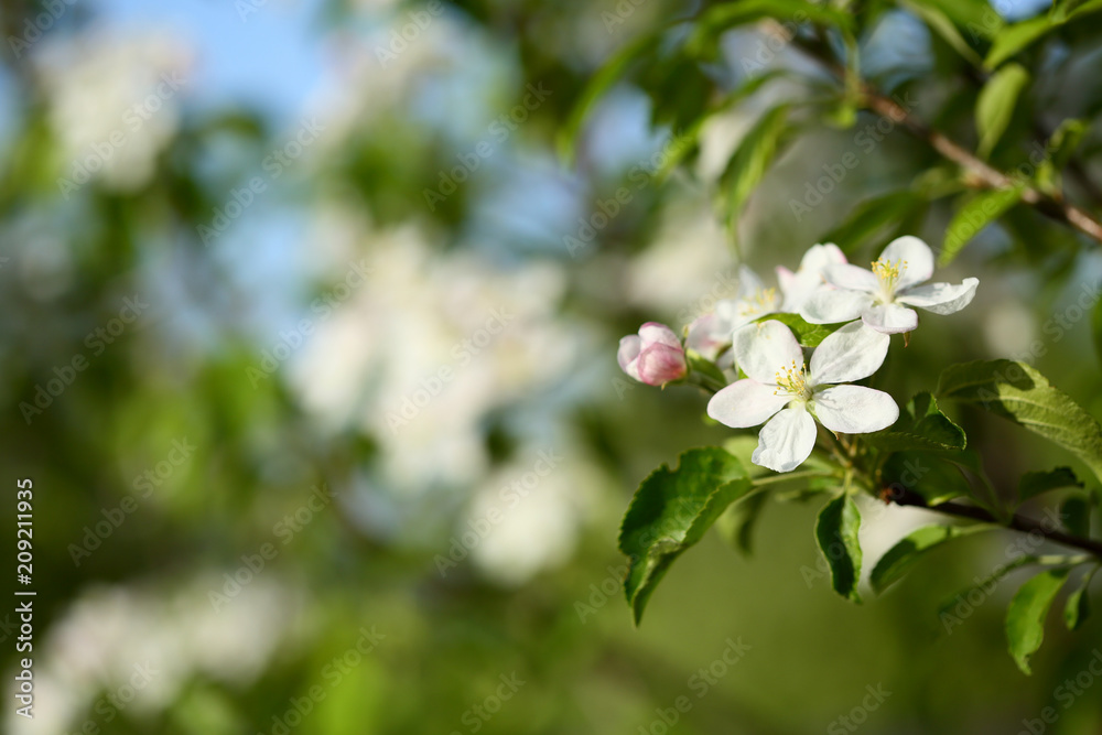 Blooming spring garten background Blooming spring garten background