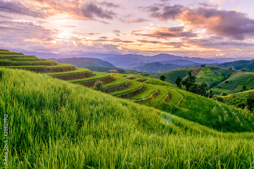 Εκτύπωση καμβά Beautiful step of rice terrace paddle field in sunset and Lens Flare at Chiangmai, Thailand