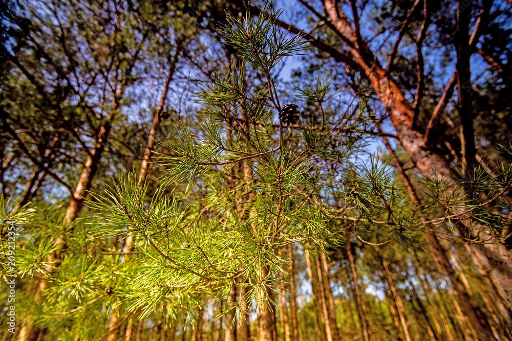 Scots pine, young, green shoots in spring Scots pine, young, green shoots in spring