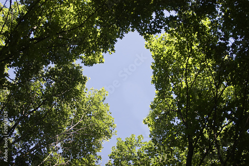 Blue sky view from the forest