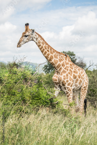 South African giraffe  Giraffa  G. camelopardalis  Family of giraffes standing on a hill in the thick lowveld  Pilanesberg National Park  Kalahari and lowveld  South Africa