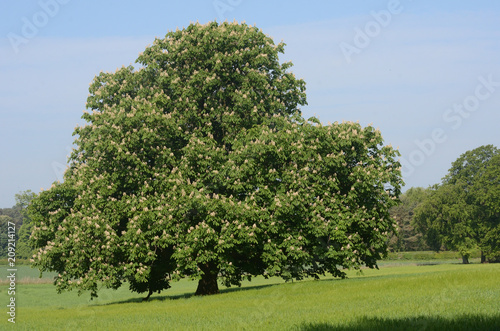 Blooming horse-chestnut