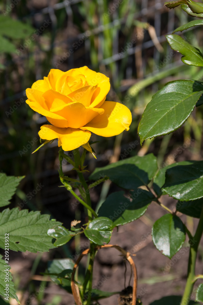 Beautiful yellow rose on flowerbed in the garden Beautiful yellow rose on flowerbed in the garden