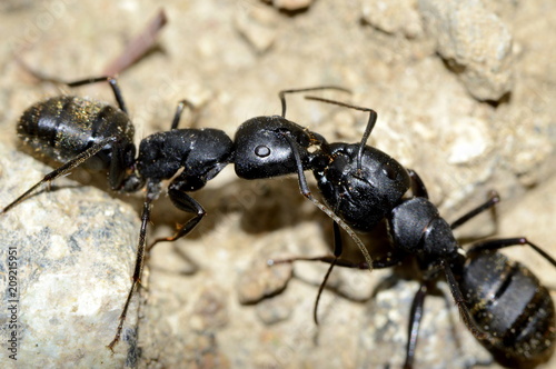 два муравья дерутся © Алексей Линник