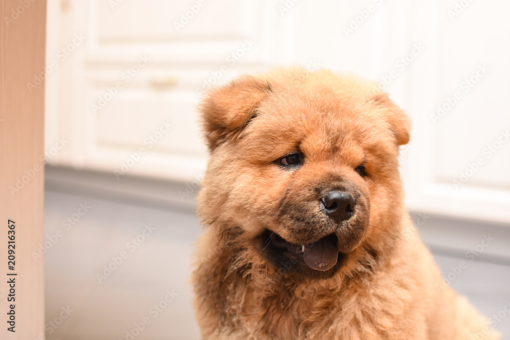 Fototapeta premium Chow chow puppy in the house. Purebred red dog chow chow