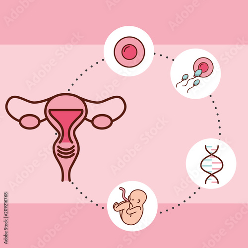 pregnancy fertilization female reproductive connection ovum spermatozoon baby adn vector illustration