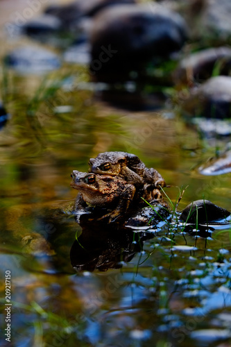 Tapety artystyczne Two Frogs Mating