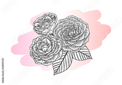 Color and black graphic drawing - flowers and leaves of a Japanese Camellia plant (Camellia japonica). Sketch, bouquet, branch, vector illustration in black color, isolated on pink background.