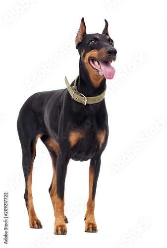 Doberman Pinscher dog  full-length
