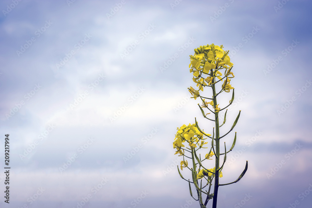 flowers and pods of mustard on the field, against the sky