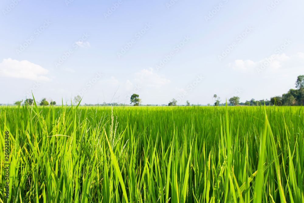 Rice field green grass and blue sky background. Rice green farmer's farm.  Scenic view of the landscape paddy field at thailand Stock Photo | Adobe  Stock